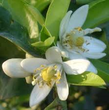 Neroli Essential Oil (India)